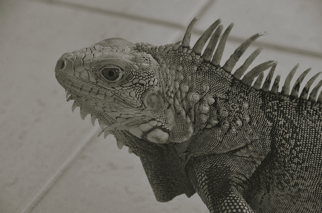 iguana2